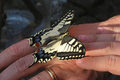 Schmetterling