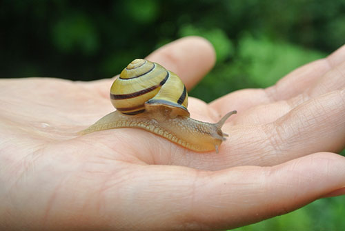 Schnecke