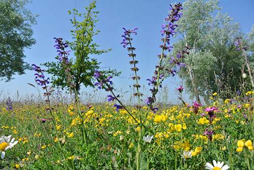 Wiesensalbei